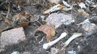 Brown Tide in The Indian and Banana Rivers 2016