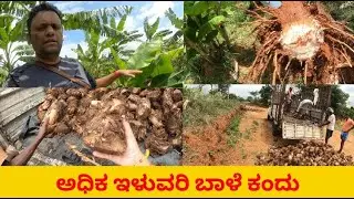 ಅಧಿಕ ಇಳುವರಿ ಬಾಳೆ ಕಂದು Yogesh 8660097267