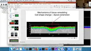 Convergent Extension Simulation 3