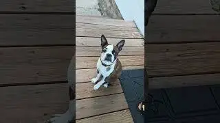 Capone 🐕 #familyfirst #1kcreator #goodevening #niceday #bostonterrier #puppy #capone