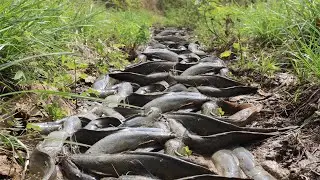 Wow Great fishing! Catch more fish by hand in dry season 2021 at canals