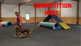 How to Introduce Competition Heel to an Untrained Dog