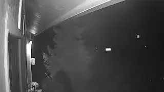 Crazy bear knocking over my trashcan