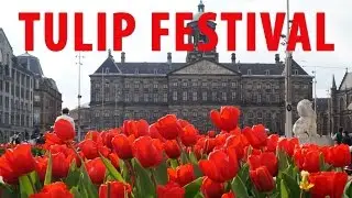 Tulips of Amsterdam- Tulip Festival 2016