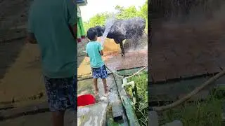 choti choti gaiya gurt utt tyr gtf#bollywood #cow #hindisong