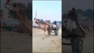 desert food cooking in Rajasthan / india pak border village life #india #food #cooking #shorts