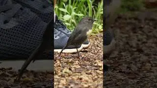 Cheeky South Island Robin Bird #birds #birdslover #newzealandnature