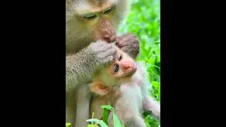 July-29-25 Monkey Discovery 0144 #newborn  #Lilo #Jacee #wildlife