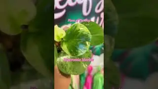 🌿 Plant of the Day: Peperomia Marble #leafytreasure #plants #plantoftheday #shorts