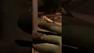Sphinx Moth - Arizona 2021