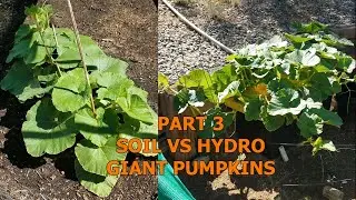 Release The Kraken! Soil Vs Hydroponic-2021 Giant Pumpkin Grow Journal(Part 3)
