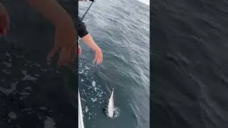 JUVENILE YELLOWFIN RELEASED #yellowfin #tuna #offshore #inshore #nj #tunafishing