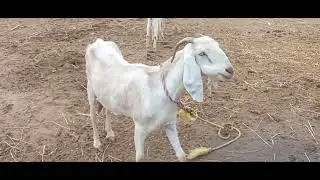 padaiappa ( the goat version )