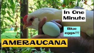 Ameraucana  | All about Chicken Breeds in a Minute