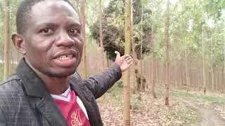 Видеоблог о районах Уганды 🇺🇬, которые не показывают по телевизору, красивые фермы. #лесовозобнов...