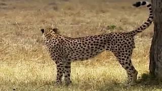 Big Cat Diary Season 3 Episode 6 - The Aftermath - BBC HD