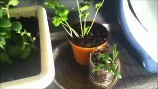 Weekly plant update - 2 February 2013