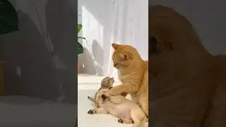 Sweetest Family Bond: Cat, Kitten & Puppy Together 🐱🐶💞