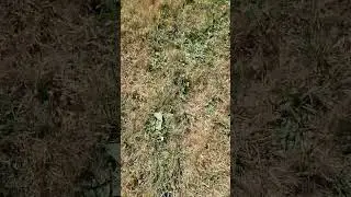 They killed all of the dandelions #nature