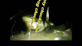 Call of the Rare Florida Bog Frog