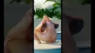 manok na nagsasayaw