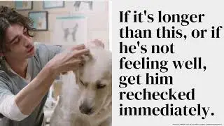 My dog hasn't pooped in 2 days after having bloody diarrhea
