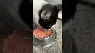 EX-STRAY CATS turned PROTECTORS