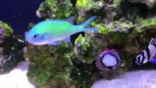 Мой рифовый аквариум Fluval M90 (обновление 6) Green Chromis & Coral