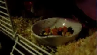 Gerbil Eating a Carrot!