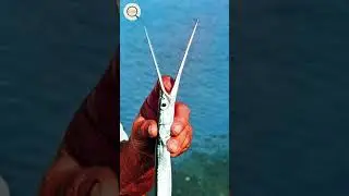 fish #knowledgeocean #fish #trending #reel #short