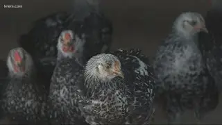 Bird Flu confirmed in Idaho chicken flocks