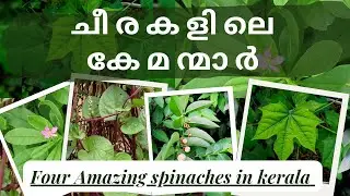 4 EASY GROWING SPINACHES..