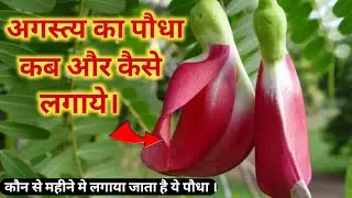इस तरह लगता है,अगस्त्य का पौधा | अगस्त्य का पौधा कैसे लगये | अगस्त्य का पौधा लगाना सीखो | Agastya 🌱🌱