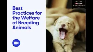 Good Dog Webinar: Best Practices for the Welfare of Breeding Animals