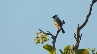 Coal-crested Finch 🐦🎥