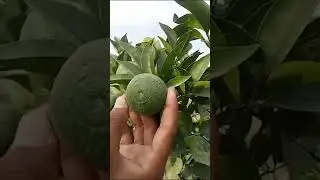 This citrus 🍊 orchard in the sand dunes of Bhakar area follows the PQNK.