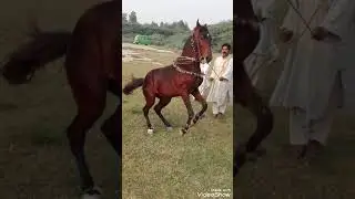 Lovely Horse