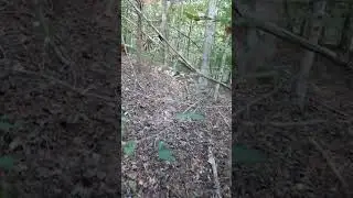 Piles of Rocks in the Woods?? What Does it Mean???? #grave #scary #farming