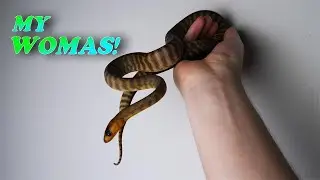 BABY WOMA UPDATE / CARE