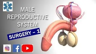 Male Reproductive System - Surgery Part - 1  |FMGE/PGMEE|