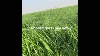 Rhodes grass hay now