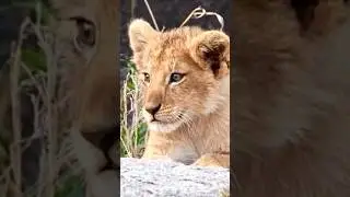 Cute Baby Lion Closeup #Lion #Shorts