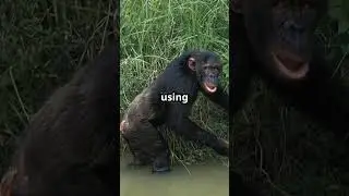 The Social Lives of Chimpanzees  Communi #shorts