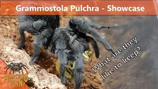 Grammostola Pulchra  -  Showcase!