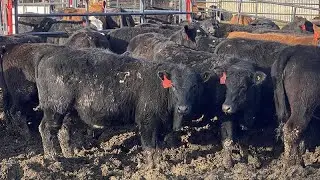 Jordan, Beau & Tom Jackson - 640# Heifers - 50 Head (Sundre, AB)