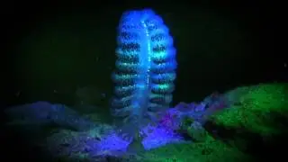 Visions in Blue, Biofluorescent or UV Night diving on Koh Tao