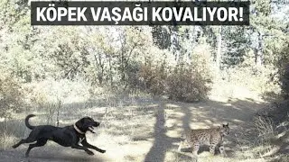 💥AV KÖPEĞİ VAŞAĞI KOVALIYOR ! 💥 VAŞAK AĞACA ÇIKIYOR !!! ÇAKAL'IN MUHTEŞEM ULUMASINI DİNLEYİN !
