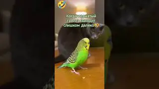 Попугай обозвал кота&hellip; То, что случилось дальше, все коты сочтут предательством! 😼 #юмор #смешновидео