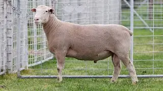 Lot 20 240127 Days Whiteface 2025