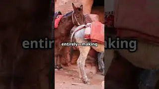 Mule Babies  The Genetic Loophole Explained
